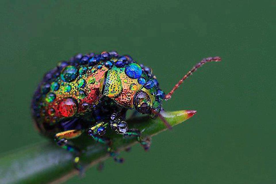 rainbowbeetle.jpg